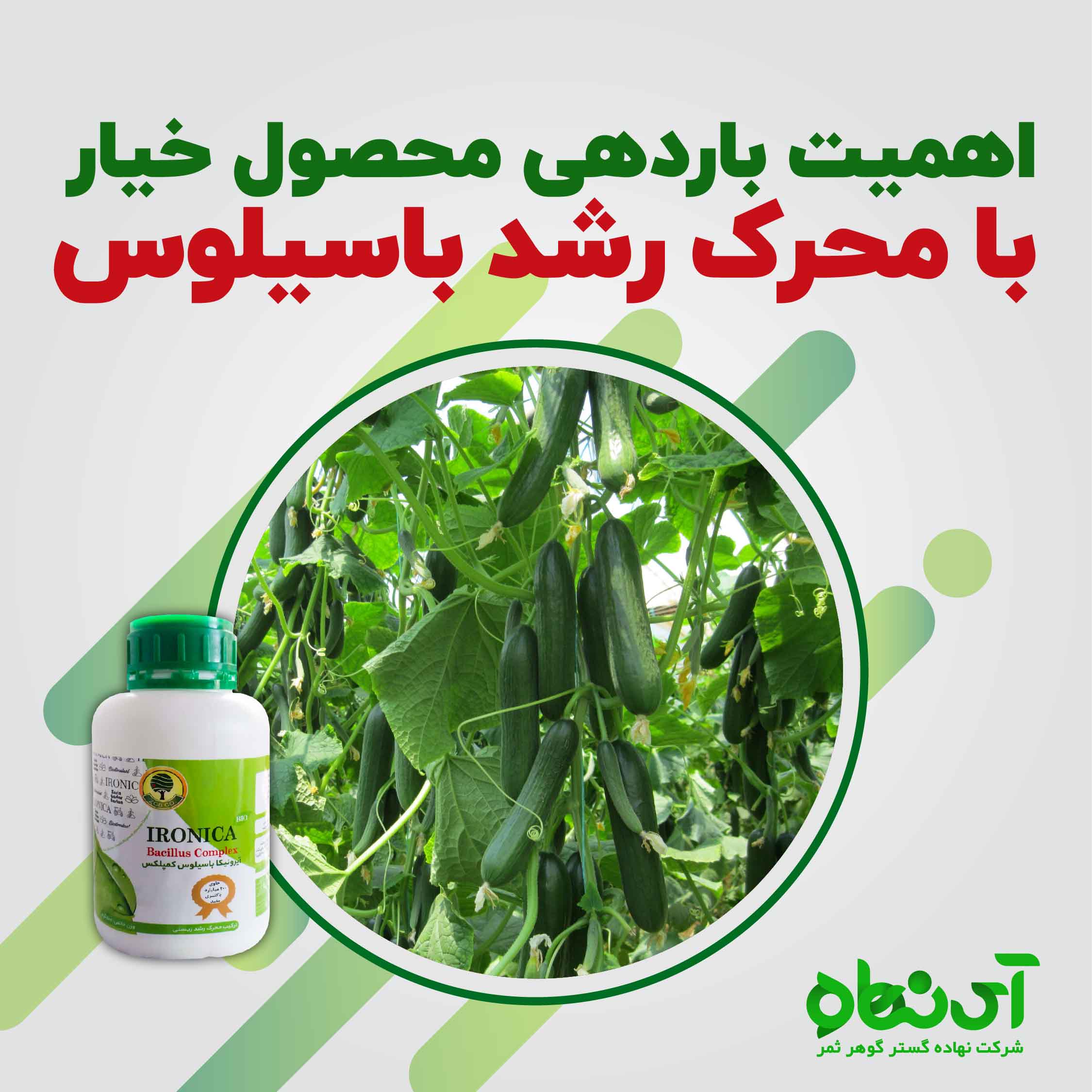 اهمیت باردهی محصول خیار با محرک رشد باسیلوس